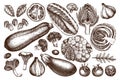 Vector collection of hand sketched vegetables. Vintage veggies and spices illustrations set. Healthy food drawings for vegetarian