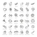 Vegetables set. Basic vegetables thin line icons