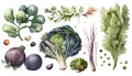 Vegetables set. Cabbage, arugula, turnip, onion, garlic, dill. Watercolor hand drawn illustration