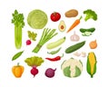 Vegetables set. A large collection of vegetables, such as celery, cabbage, tomatoes, potatoes,carrots,cucumbers, garlic Royalty Free Stock Photo