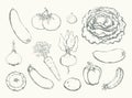 Vegetables set. Vector drawing food object