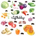 Vegetables set watercolor illustration. Royalty Free Stock Photo