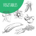 Vegetables sketch pencil illustration. Organic vegetarian food.