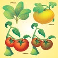 Vegetables spinach squash tomato vector