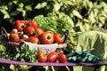 Vegetables on table in garden Royalty Free Stock Photo