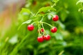 Vegetables and Thai herbs (Solanum trilobatum ) Royalty Free Stock Photo