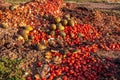 Vegetables thrown into a landfill, rotting outdoors Royalty Free Stock Photo