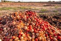Vegetables thrown into a landfill, rotting outdoors Royalty Free Stock Photo