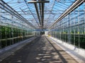 Vegetables tourist glass corridor in greenhouses