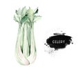 Vegetables vitamin healthy green organic hand drawn watercolor diet menu with celery fresh illustration. on