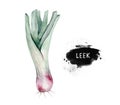 Vegetables vitamin healthy green organic hand drawn watercolor diet menu with leek fresh illustration. Isolated on white Royalty Free Stock Photo