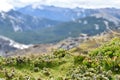 Vegetation en altura - Cerro Tronador