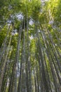 Vegetal background of the bamboo forest located in Arashiyama near Kyoto, Japan Royalty Free Stock Photo