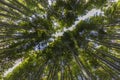 Vegetal background of the bamboo forest located in Arashiyama near Kyoto, Japan Royalty Free Stock Photo