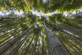 Vegetal background of the bamboo forest located in Arashiyama near Kyoto, Japan Royalty Free Stock Photo