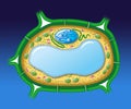 Vegetal cell Royalty Free Stock Photo