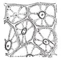 A vegetal cells, vintage engraving