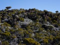 Vegetal cover close to the Fournaise volcano, Reunion island