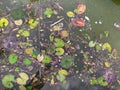 A vegetal texture in the water with leaves and branches