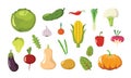 Vegetarian farm food, broccoli green healthy vegetable Royalty Free Stock Photo