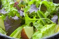 Vegetarianism, vegetables, continental breakfast, lettuce salad Royalty Free Stock Photo