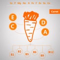 Vegetarian food. Infographic for content of vitamins and minerals in carrot.