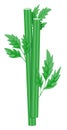 Vegetarian fresh green healthy celery leaf and stalk flat vector illustration. Salad or juice ingredient, Bloody Mary cocktail