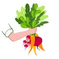 Vegetarian illustration of beets, carrots and greens isolated on the white background. Vegetable bouquet. Bright eco design Royalty Free Stock Photo