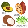 Vegetarian superfood healthy vegetable eco food fresh organic traditional gourmet nutrition vector illustration.