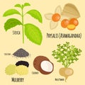 Vegetarian superfood healthy vegetable eco food fresh organic traditional gourmet nutrition vector illustration.