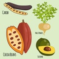 Vegetarian superfood healthy vegetable eco food fresh organic traditional gourmet nutrition vector illustration.