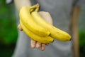 Vegetarians and fresh fruit and vegetables on the nature of the theme: human hand holding a bunch of bananas on a background of gr Royalty Free Stock Photo