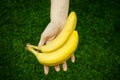 Vegetarians and fresh fruit and vegetables on the nature of the theme: human hand holding a bunch of bananas on a background of gr Royalty Free Stock Photo