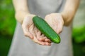 Vegetarians and fresh fruit and vegetables on the nature of the theme: human hand holding a cucumber on a background of green gras Royalty Free Stock Photo