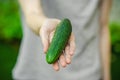 Vegetarians and fresh fruit and vegetables on the nature of the theme: human hand holding a cucumber on a background of green gras Royalty Free Stock Photo