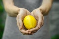 Vegetarians and fresh fruit and vegetables on the nature of the theme: human hand holding a lemon on a background of green grass Royalty Free Stock Photo