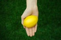 Vegetarians and fresh fruit and vegetables on the nature of the theme: human hand holding a lemon on a background of green grass t Royalty Free Stock Photo