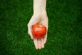 Vegetarians and fresh fruit and vegetables on the nature of the theme: human hand holding a tomato on the background of green gras Royalty Free Stock Photo