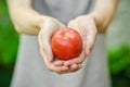 Vegetarians and fresh fruit and vegetables on the nature of the theme: human hand holding a tomato on the background of green gras Royalty Free Stock Photo