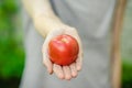 Vegetarians and fresh fruit and vegetables on the nature of the theme: human hand holding a tomato on the background of green gras Royalty Free Stock Photo