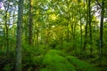 Vegetated path through trees in the forrest Royalty Free Stock Photo