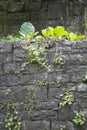 Vegetated stone wall Royalty Free Stock Photo