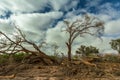 Vegetation along the dried-up Ugap River in western Namibia Royalty Free Stock Photo