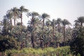 Vegetation along the Nile Rive, Egypt Royalty Free Stock Photo
