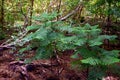 Young Sprouts on Sleeping Giant, Nounou Forest Reserve, Kauai, Hawaii, USA