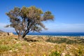 Vegetation in Antimachia Castle, Kos in Greece Royalty Free Stock Photo