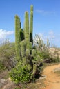 Vegetation of Aruba, ABC Islands Royalty Free Stock Photo