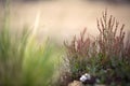 Vegetation background