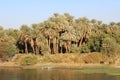 Vegetation on the banks of the river Nile Royalty Free Stock Photo