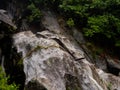 Vegetation on bare rock: adaptation